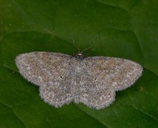 Lewes Wave (Scopula immorata)