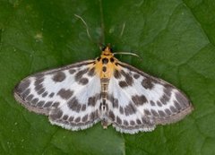 Small Magpie (Anania hortulata)