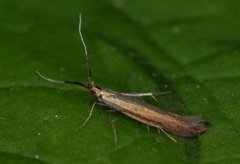 Meadow Case-bearer (Coleophora mayrella)