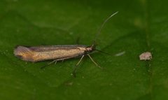 White-clover Case-bearer (Coleophora frischella)