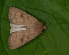 Brunt urtefly (Caradrina morpheus)