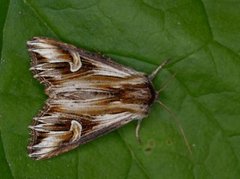 Purple Cloud (Actinotia polyodon)