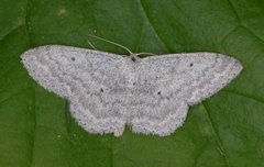 Cream Wave (Scopula incanata)