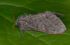 Large Dark Prominent (Notodonta torva)