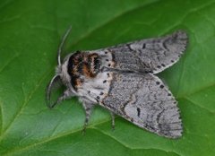 Sallow Kitten (Furcula furcula)