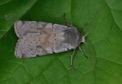 Ashworth's Rustic (Xestia ashworthii)