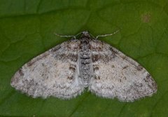 The Seraphim (Lobophora halterata)