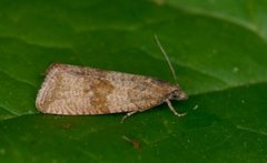 Barred Marble (Celypha striana)