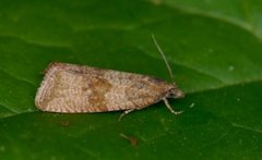 Løvetannprydvikler (Celypha striana)