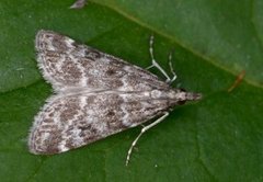 Heimosemott (Eudonia sudetica)