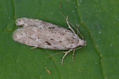 Black-speckled Groundling (Carpatolechia proximella)