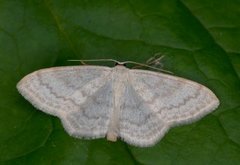 Cream Wave (Scopula floslactata)