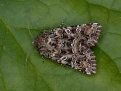 Tawny Shears (Hadena perplexa)