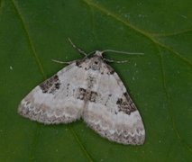 Pretty Pinion (Perizoma blandiata)