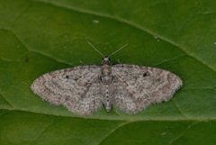 Grumset dvergmåler (Eupithecia subfuscata)