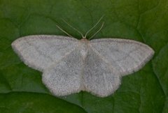 Smoky Wave (Scopula ternata)