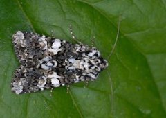 Hvitflekknellikfly (Hadena confusa)