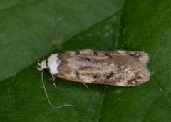 White-shouldered House Moth (Endrosis sarcitrella)