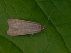 Ash-coloured Sober (Acompsia cinerella)