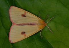 Clouded Buff (Diacrisia sannio)