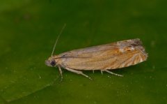 Red Piercer (Lathronympha strigana)