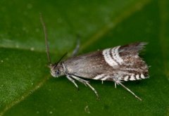 Triple-stripe Piercer (Grapholita compositella)