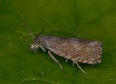 Grå rotvikler (Dichrorampha plumbana)