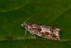Common Birch Bell (Epinotia immundana)