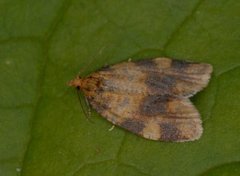 Brown-barred Tortrix (Epagoge grotiana)