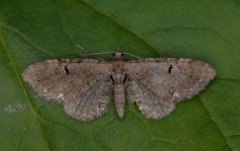 Humledvergmåler (Eupithecia assimilata)