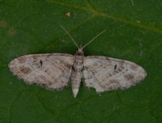 Strekdvergmåler (Eupithecia exiguata)