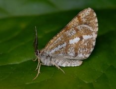 Bordered White (Bupalus piniaria)