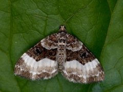 Sharp-angled Carpet (Euphyia unangulata)