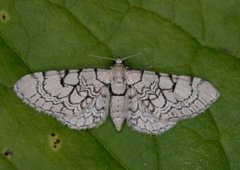 Marmordvergmåler (Eupithecia venosata)