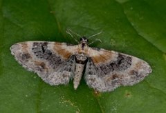 Torskemunndvergmåler (Eupithecia linariata)