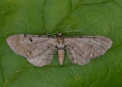 Brun dvergmåler (Eupithecia absinthiata)