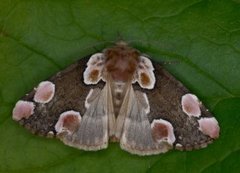 Flekkhalvspinner (Thyatira batis)