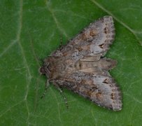 Pale Shining Brown (Polia bombycina)