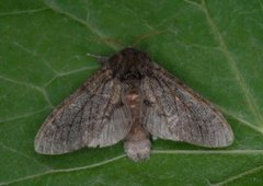 Large Dark Prominent (Notodonta torva)