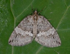 May Highflyer (Hydriomena impluviata)
