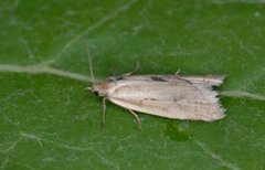 Dotted Shade (Eana osseana)