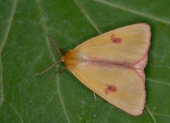 Clouded Buff (Diacrisia sannio)