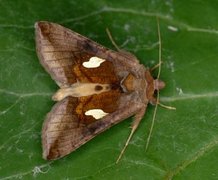 Storflekket metallfly (Autographa bractea)