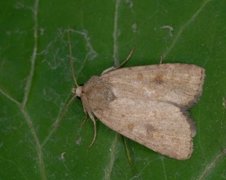 Brunt urtefly (Caradrina morpheus)