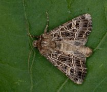 Nettnellikfly (Sideridis reticulata)