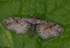 Bånddvergmåler (Eupithecia sinuosaria)