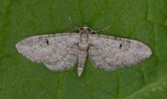 Gjeldkarvedvergmåler (Eupithecia pimpinellata)