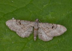 Gjeldkarvedvergmåler (Eupithecia pimpinellata)