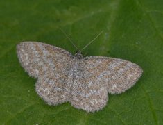 Lewes Wave (Scopula immorata)