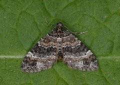Barred Carpet (Martania taeniata)